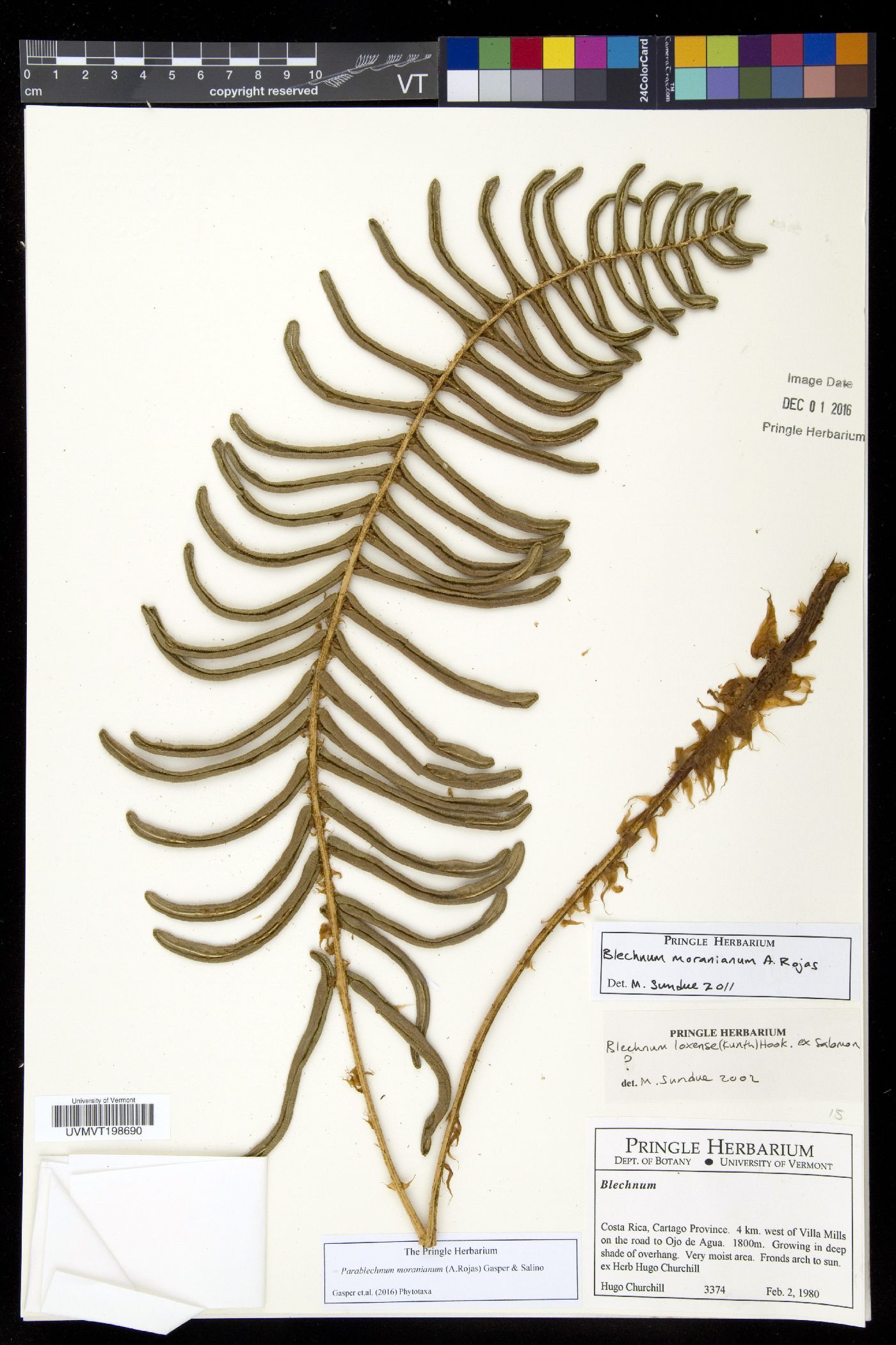 Parablechnum moranianum image