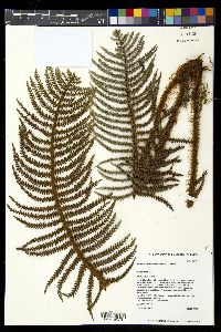 Sadleria squarrosa image