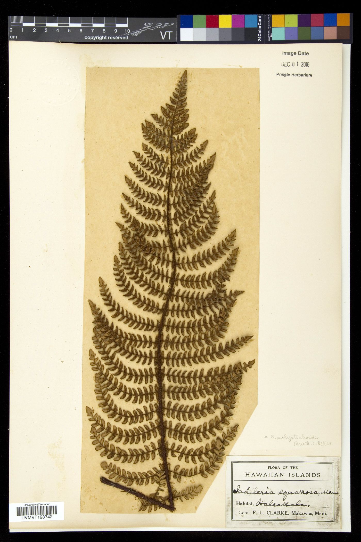 Sadleria polystichoides image