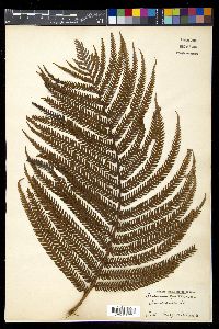 Sadleria cyatheoides image