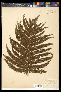 Sadleria cyatheoides image