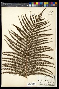 Sadleria cyatheoides image