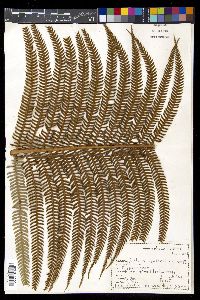 Sadleria cyatheoides image