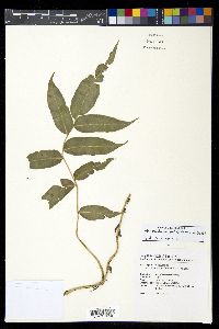 Stenochlaena palustris image