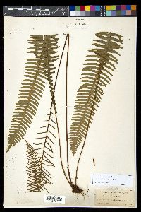 Struthiopteris spicant image