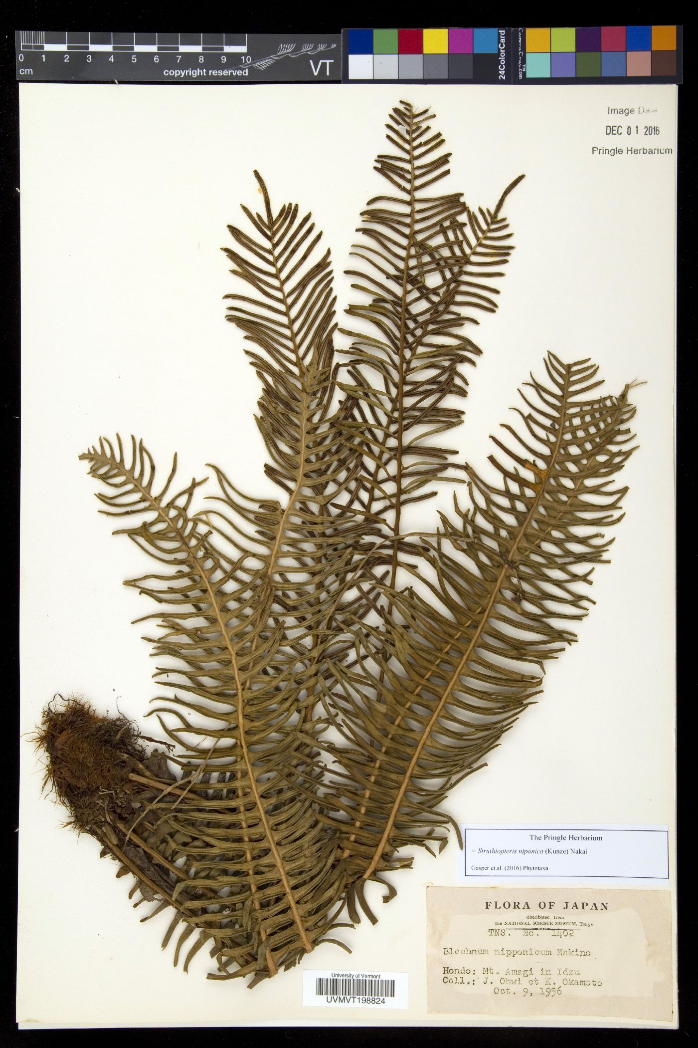 Blechnum nipponicum image