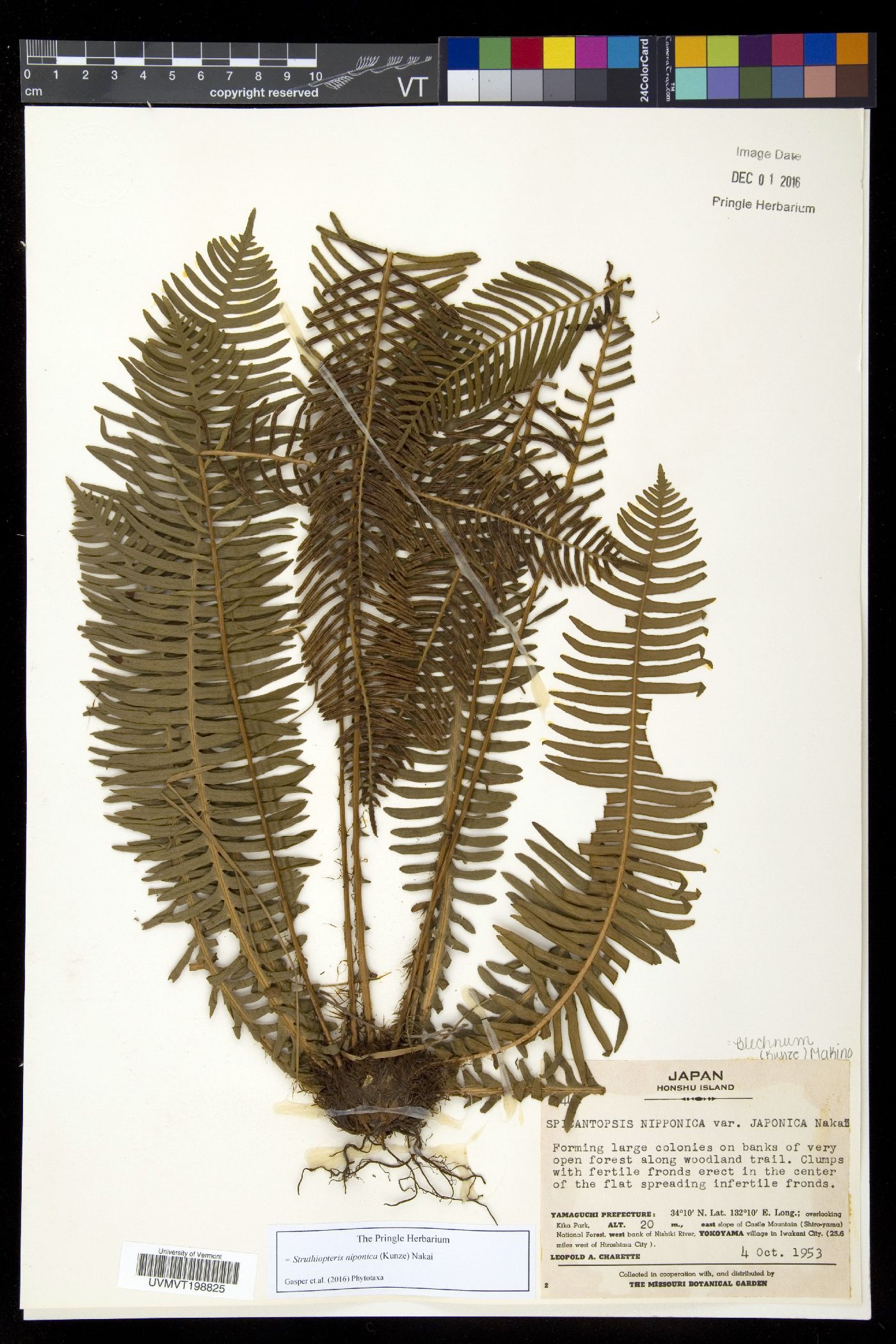 Blechnum nipponicum image