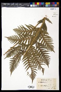 Woodwardia fimbriata image