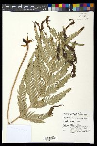 Woodwardia orientalis image