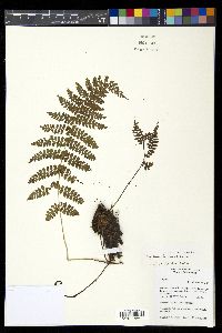 Athyrium dombeyi image