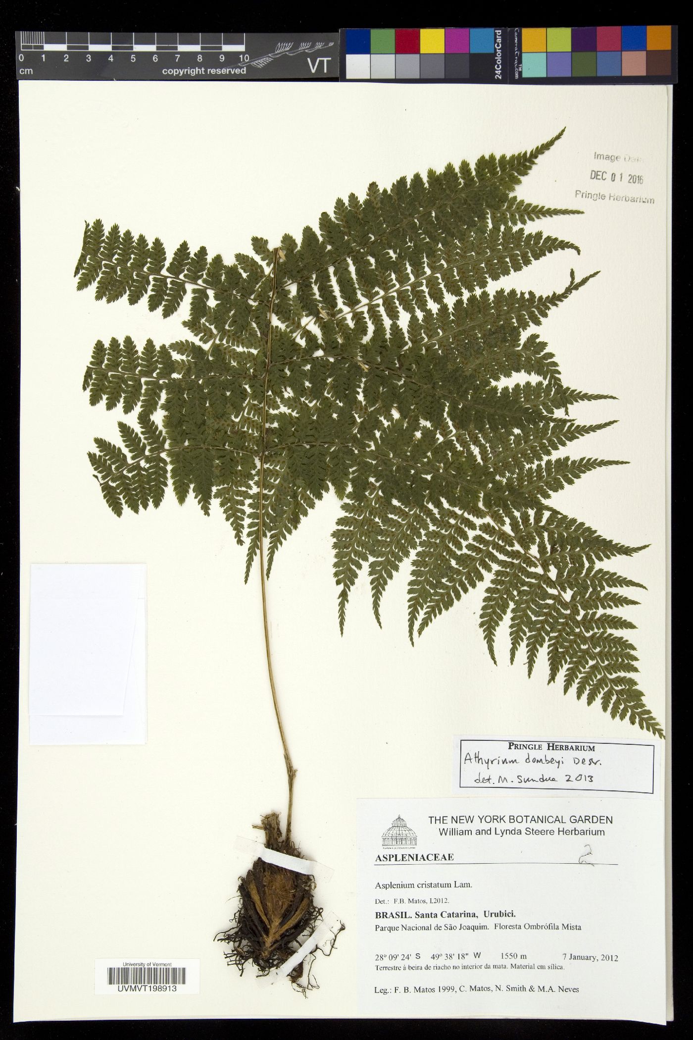 Athyrium dombeyi image