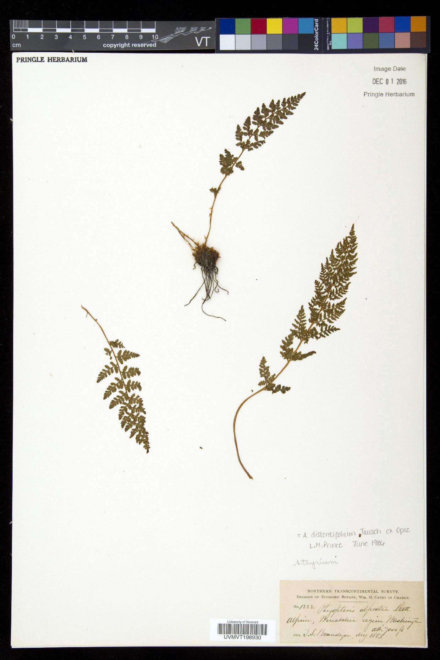 Athyrium distentifolium image