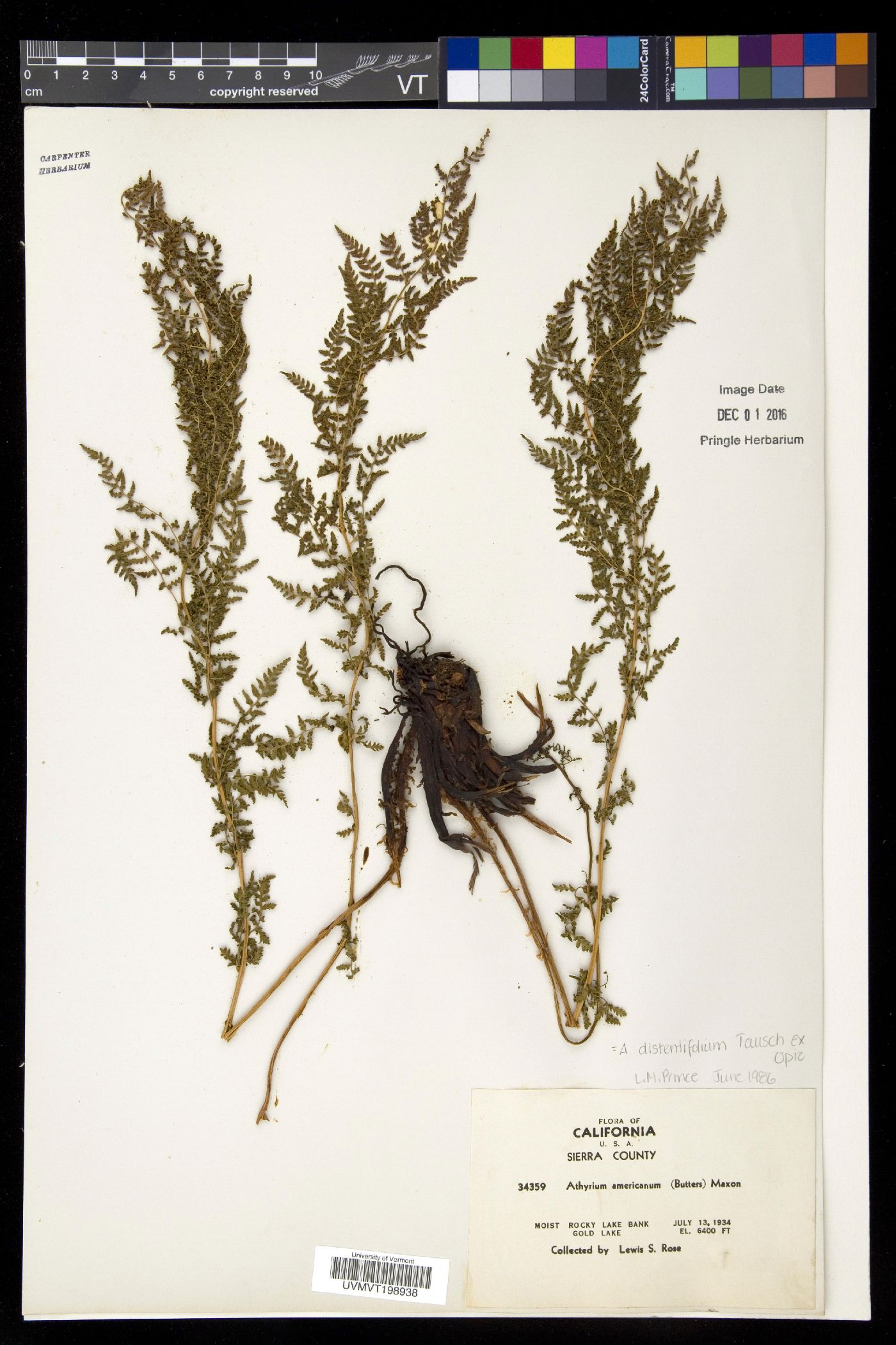 Athyrium distentifolium image