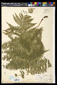 Athyrium pectinatum image