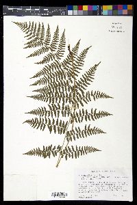 Athyrium filix-femina subsp. asplenioides image