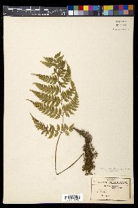 Athyrium palmense image