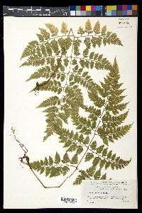 Athyrium tejeroi image