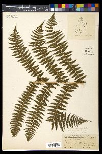 Athyrium asplenioides var. cyclosorum image