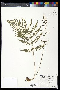 Athyrium filix-femina var. asplenioides image