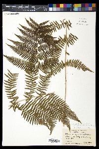 Athyrium filix-femina subsp. asplenioides image