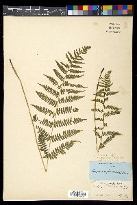 Athyrium filix-femina var. asplenioides image