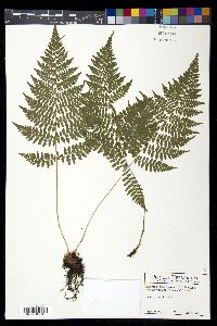 Athyrium filix-femina var. asplenioides image