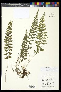 Athyrium fimbriatum image