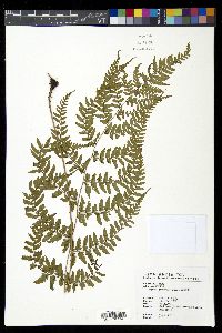 Athyrium erythropodum image