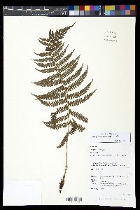 Athyrium oppositipennum image