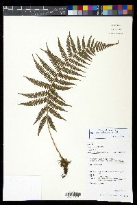 Athyrium oppositipennum image