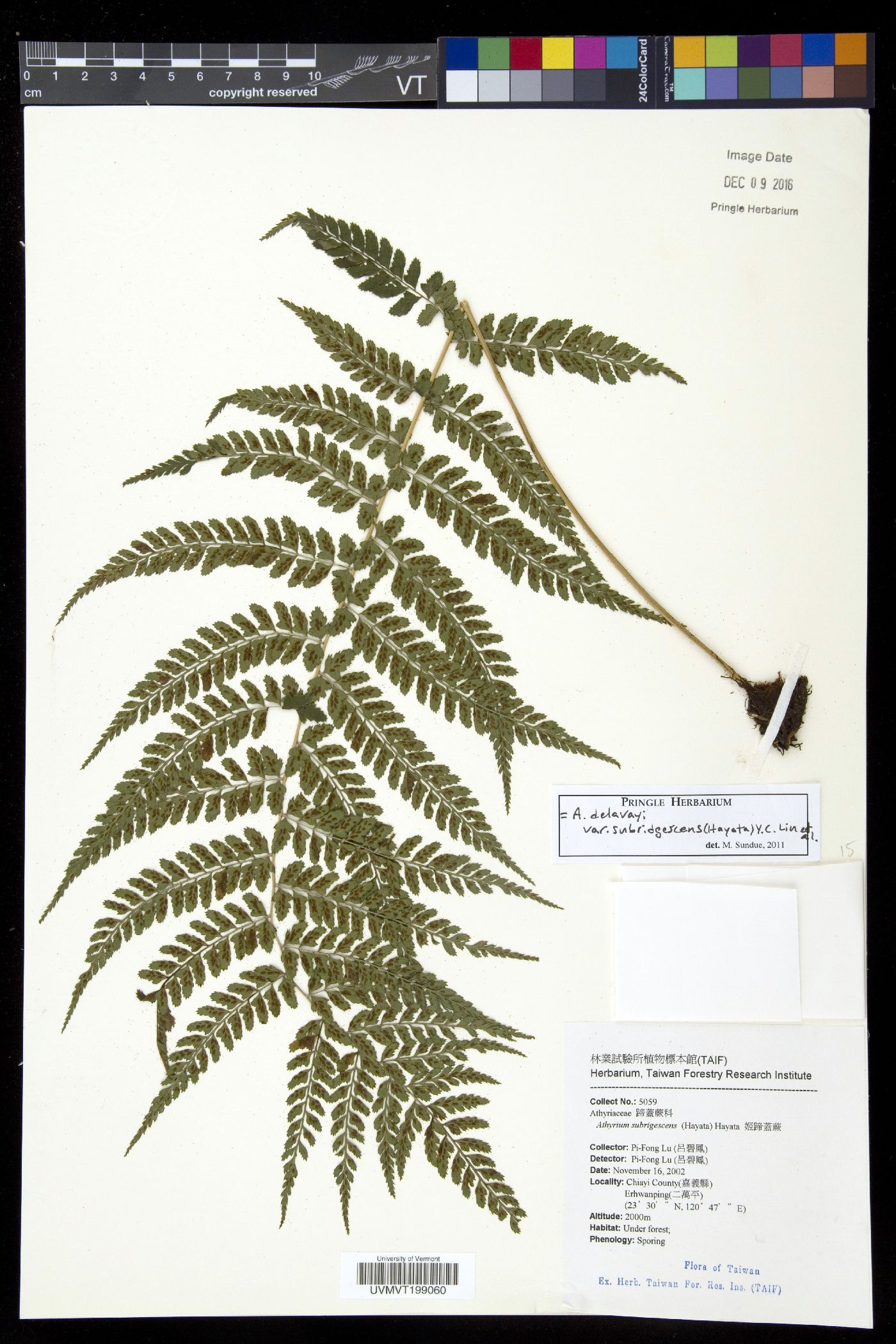 Athyrium delavayi var. subrigescens image