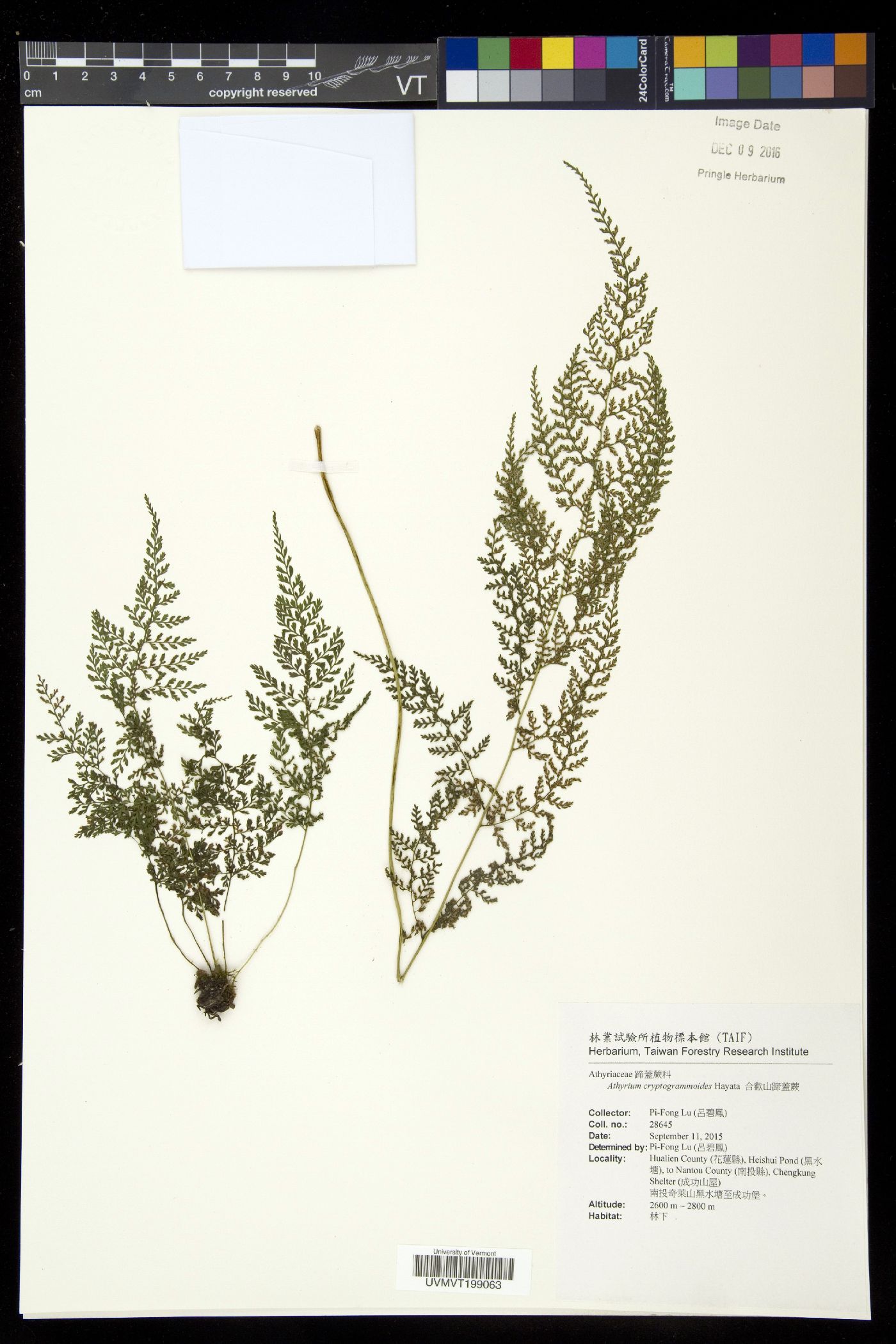 Athyrium cryptogrammoides image