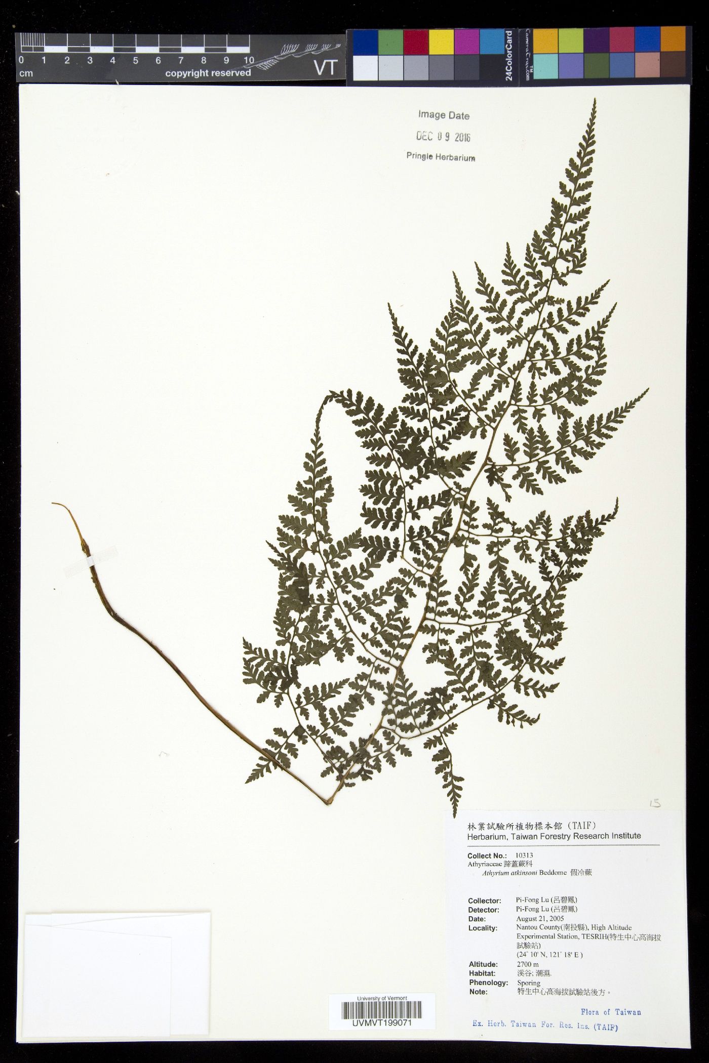 Athyrium atkinsonii image