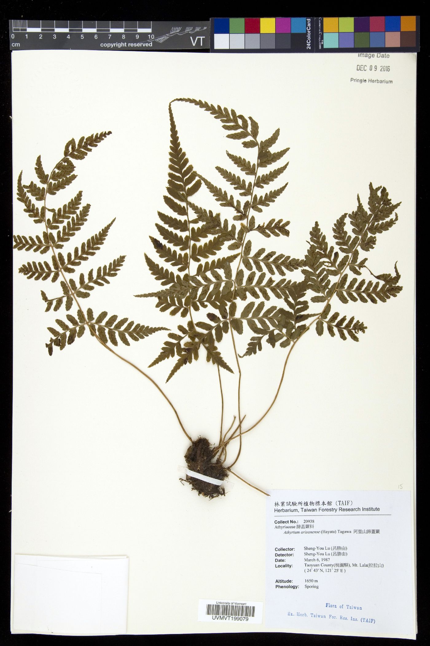 Athyrium arisanense image