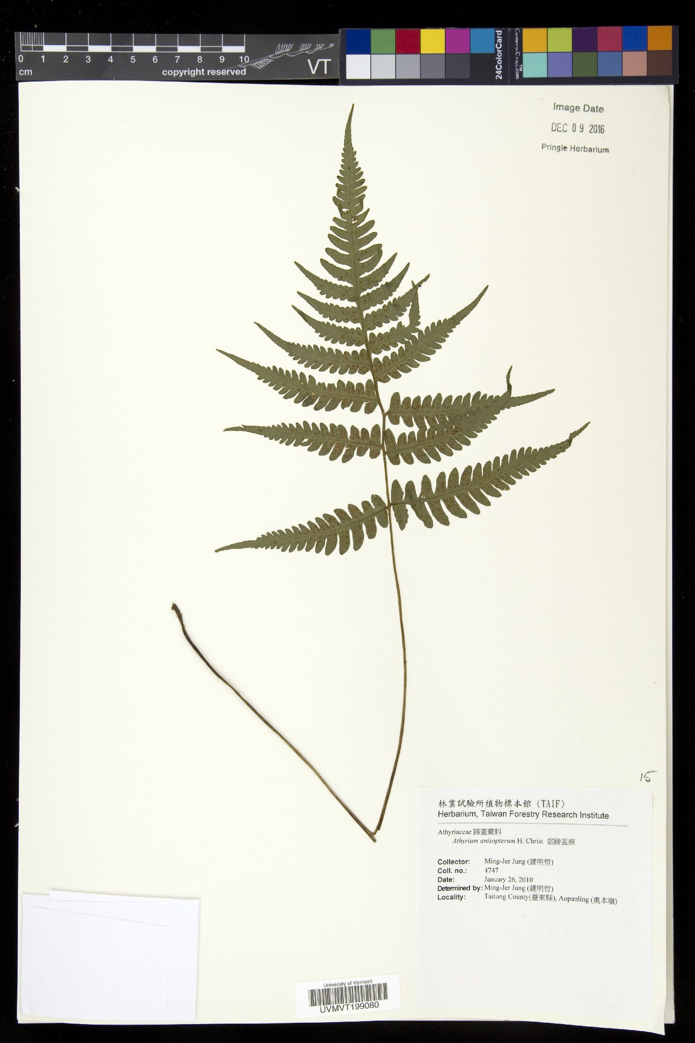 Athyrium anisopterum image