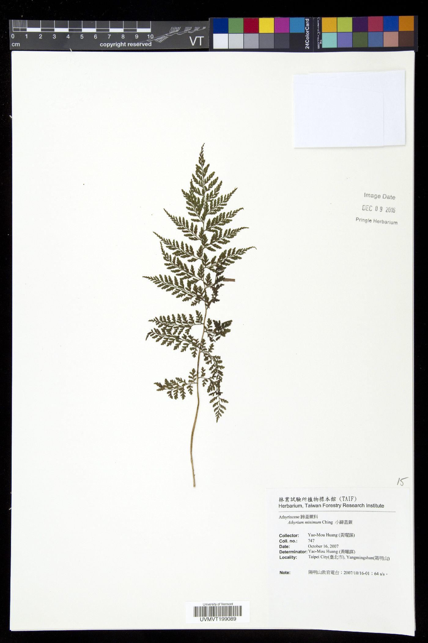 Athyrium minimum image