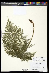 Athyrium microphyllum image