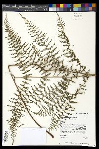 Athyrium microphyllum image