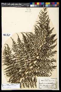 Athyrium microphyllum image