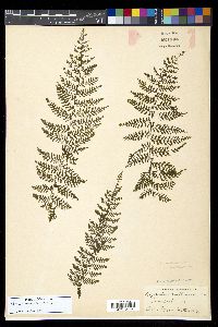 Athyrium microphyllum image