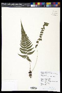 Athyrium leiopodum image