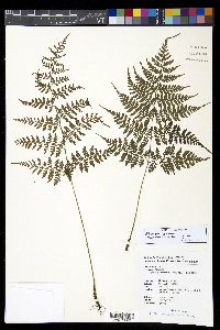 Athyrium iseanum image