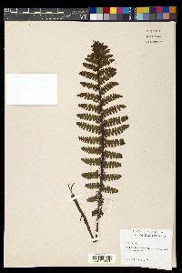 Athyrium wallichianum image