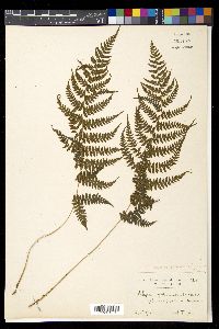 Athyrium yokoscense image