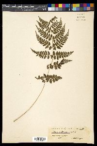 Athyrium scandicinum image