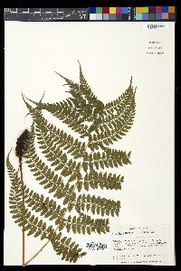 Athyrium otophorum image