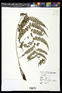 Athyrium otophorum image