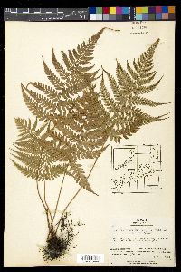 Athyrium otophorum image