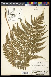 Athyrium otophorum image