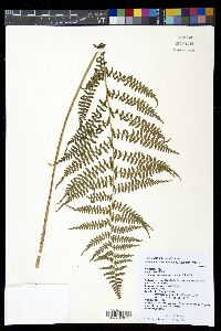 Athyrium oppositipennum image